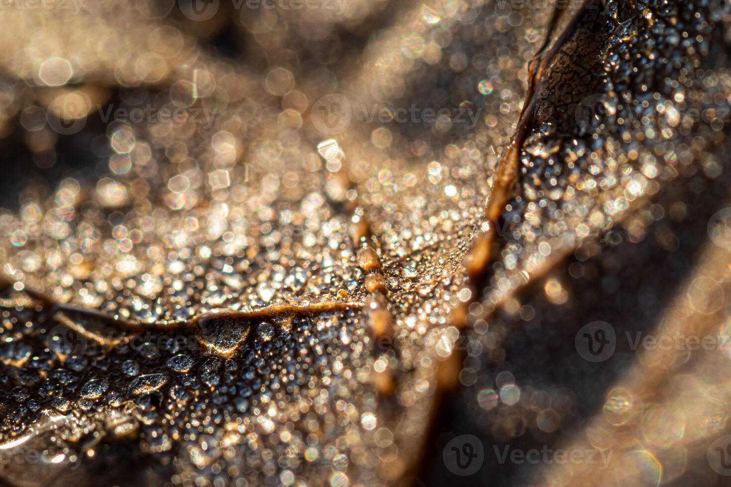 Dew drops on an autumn fallen leaf, shimmering in the sun, shot in close-up with bokeh. Abstract macro backdrop. photo