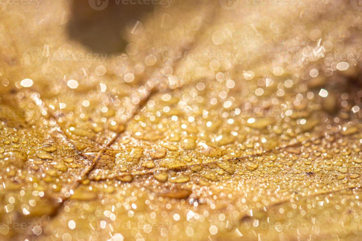 Dew drops on an autumn fallen leaf, shimmering in the sun, shot in close-up with bokeh. Abstract macro backdrop. photo