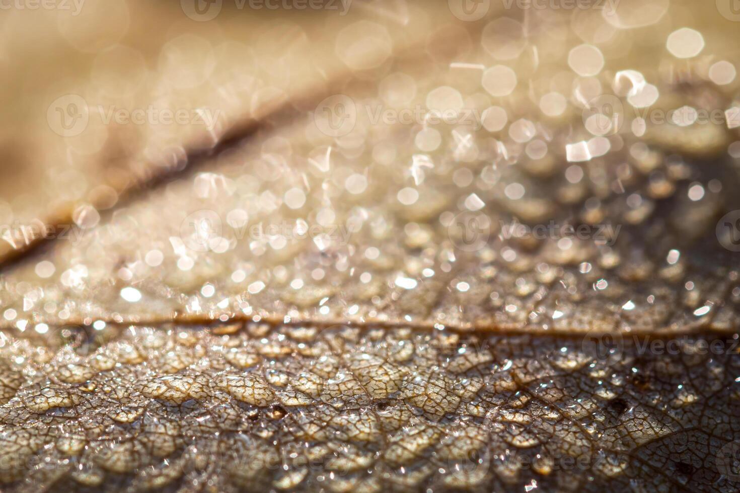 Dew drops on an autumn fallen leaf, shimmering in the sun, shot in close-up with bokeh. Abstract macro backdrop. photo