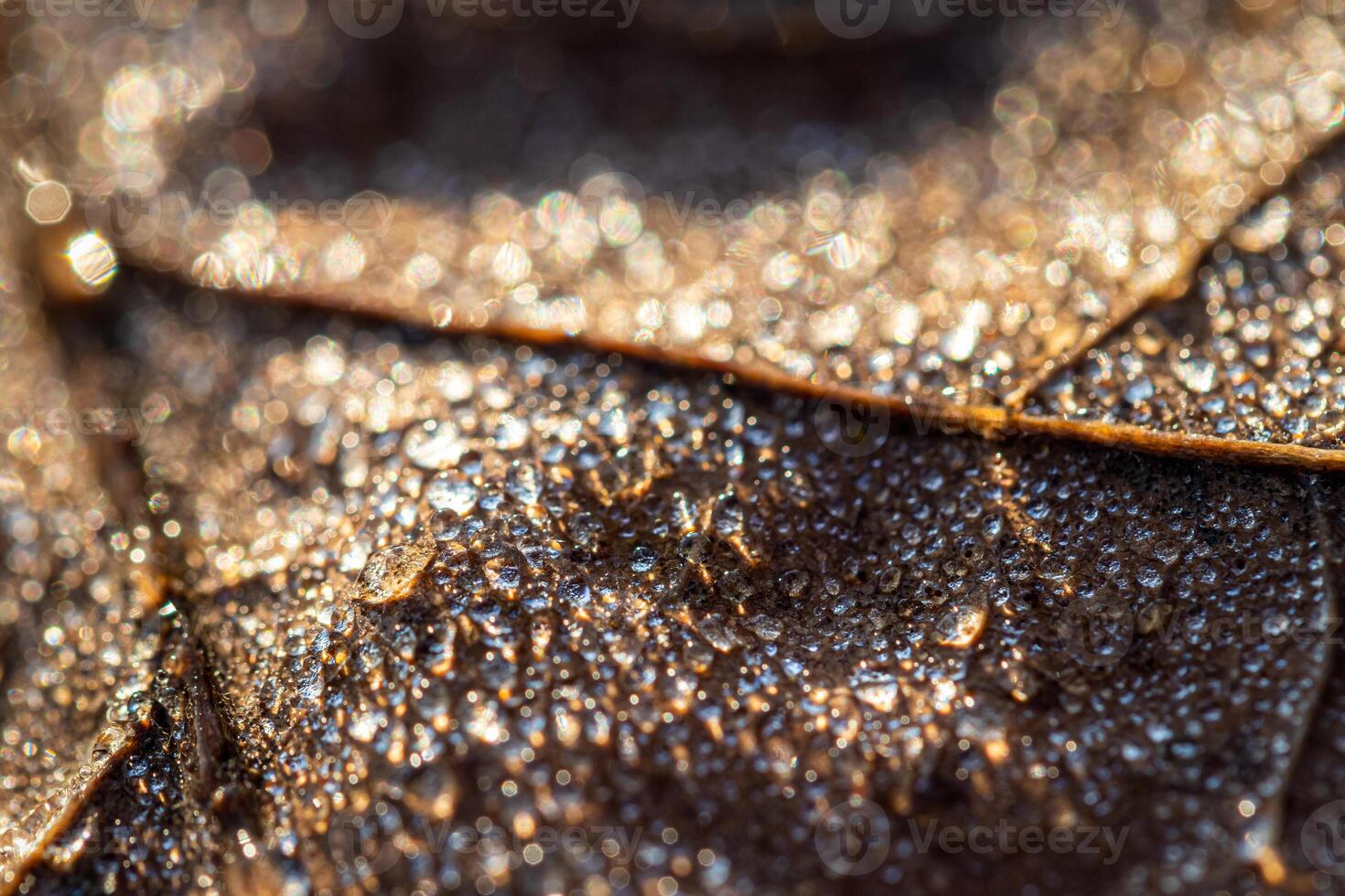 Dew drops on an autumn fallen leaf, shimmering in the sun, shot in close-up with bokeh. Abstract macro backdrop. photo