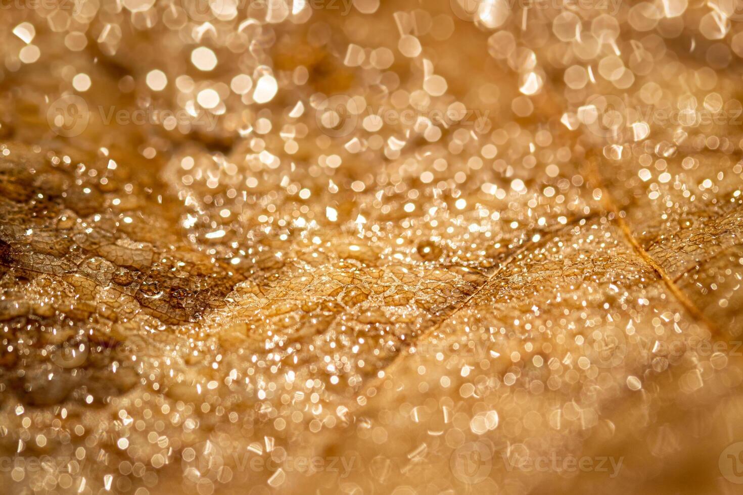 Dew drops on an autumn fallen leaf, shimmering in the sun, shot in close-up with bokeh. Abstract macro backdrop. photo