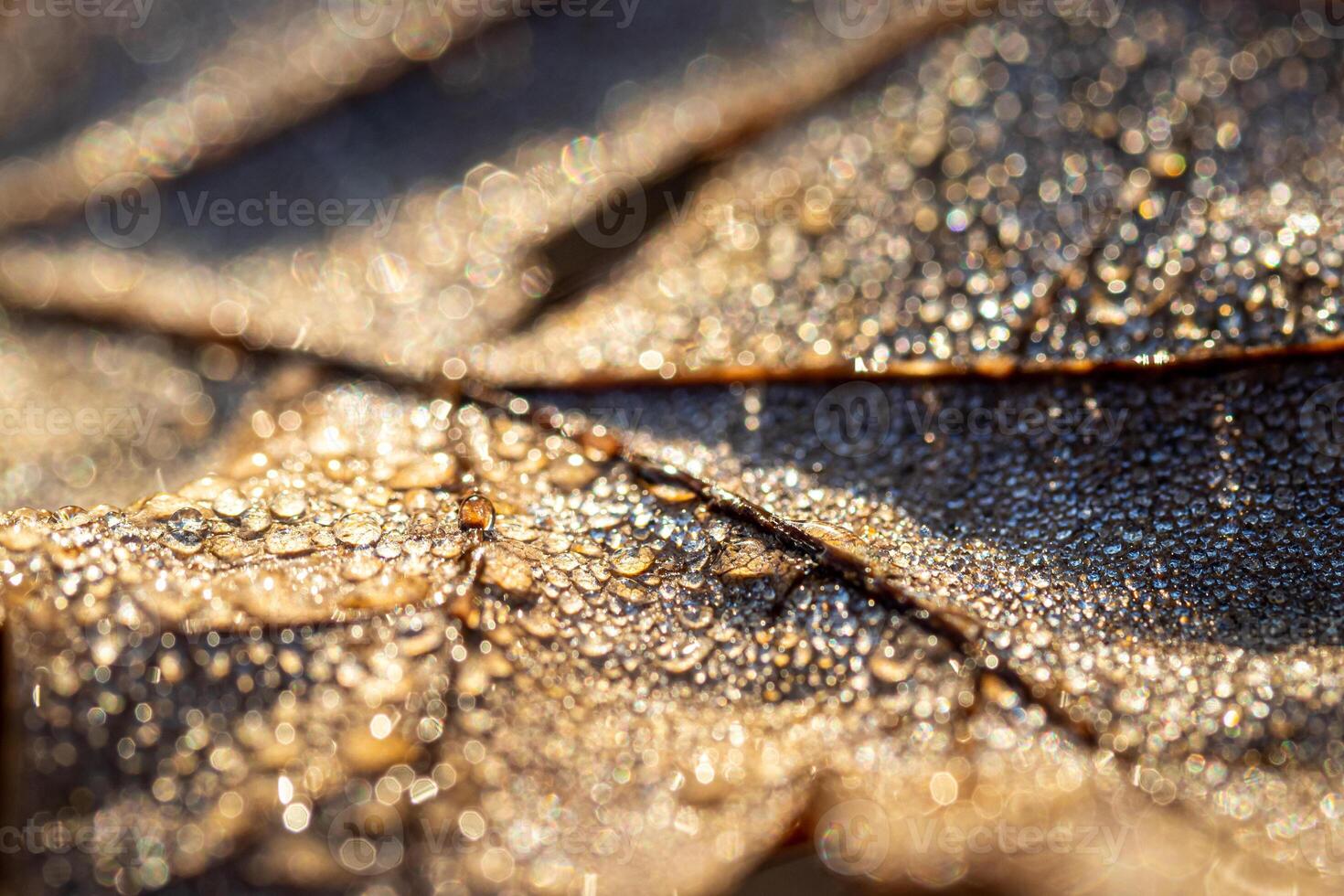 Dew drops on an autumn fallen leaf, shimmering in the sun, shot in close-up with bokeh. Abstract macro backdrop. photo