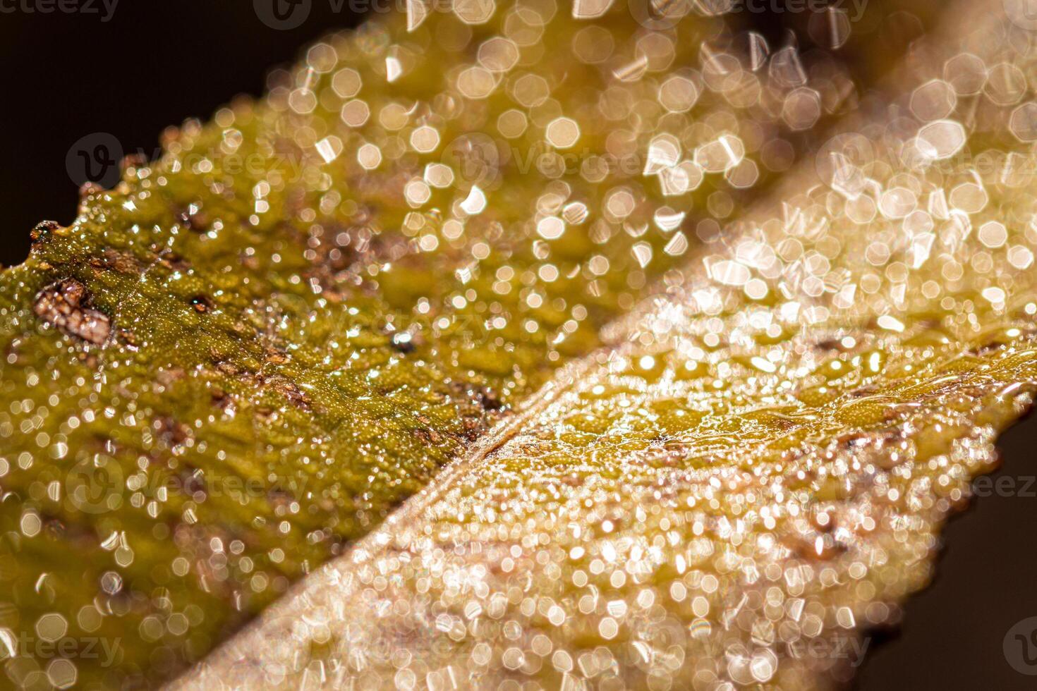Dew drops on an autumn fallen leaf, shimmering in the sun, shot in close-up with bokeh. Abstract macro backdrop. photo