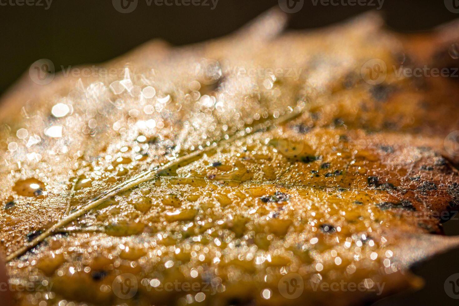 Dew drops on an autumn fallen leaf, shimmering in the sun, shot in close-up with bokeh. Abstract macro backdrop. photo