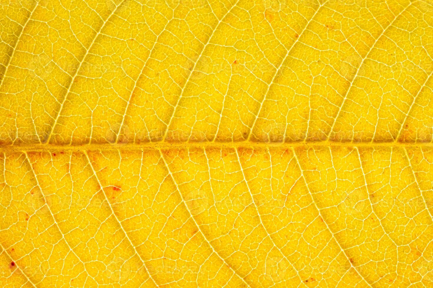 Texture of golden autumn leaf with veins close-up. Abstract backdrop for design. photo