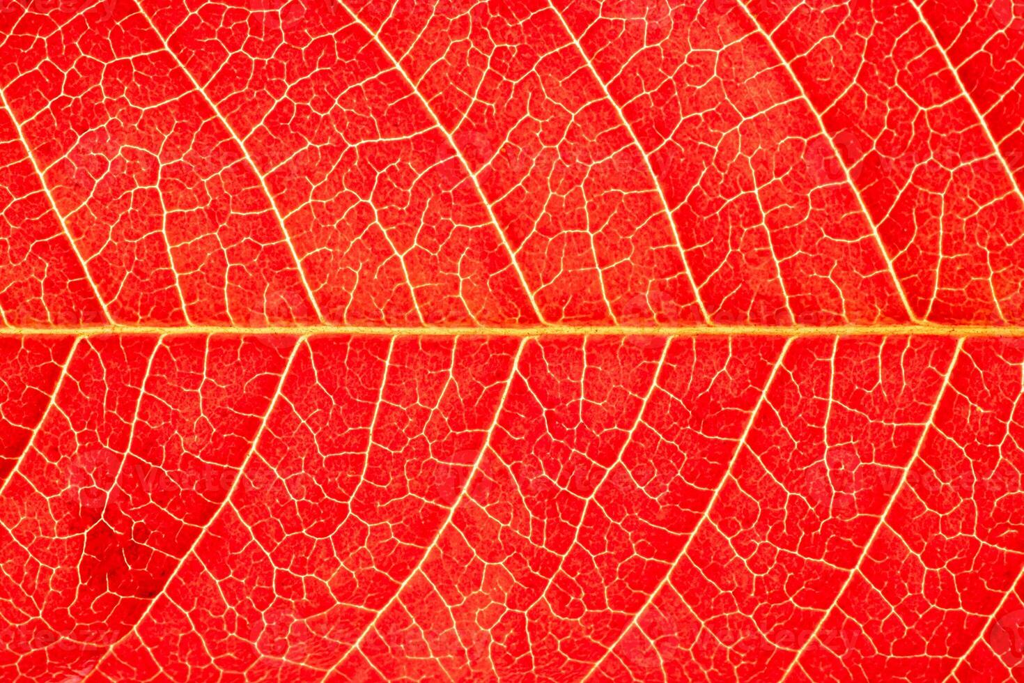 Texture of red autumn leaf with veins close-up. Abstract backdrop for design. photo