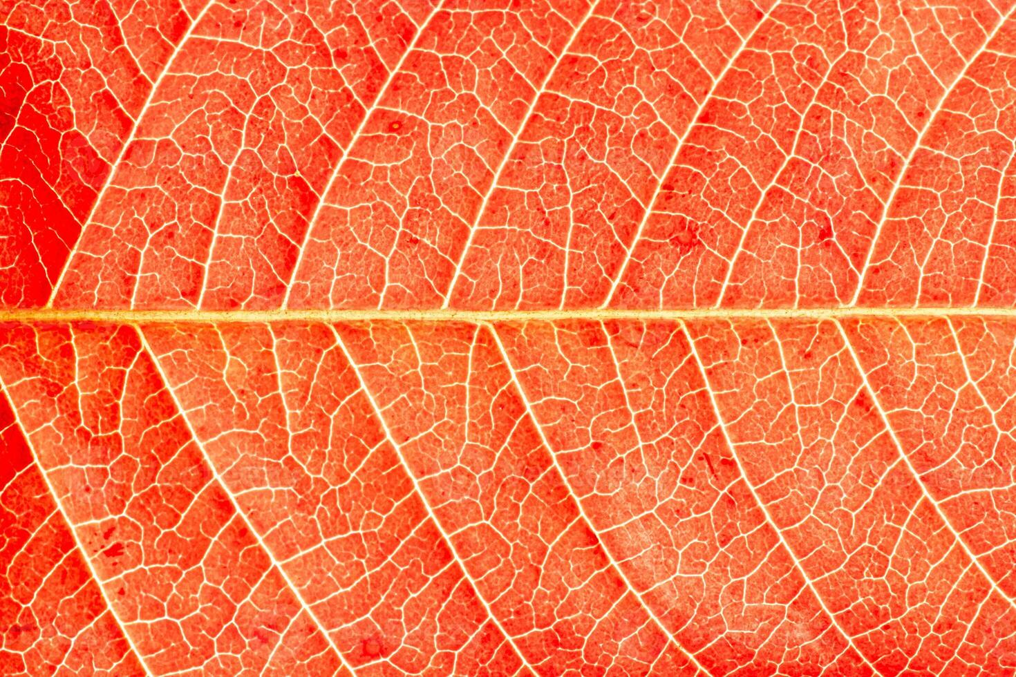 Texture of red autumn leaf with veins close-up. Abstract backdrop for design. photo