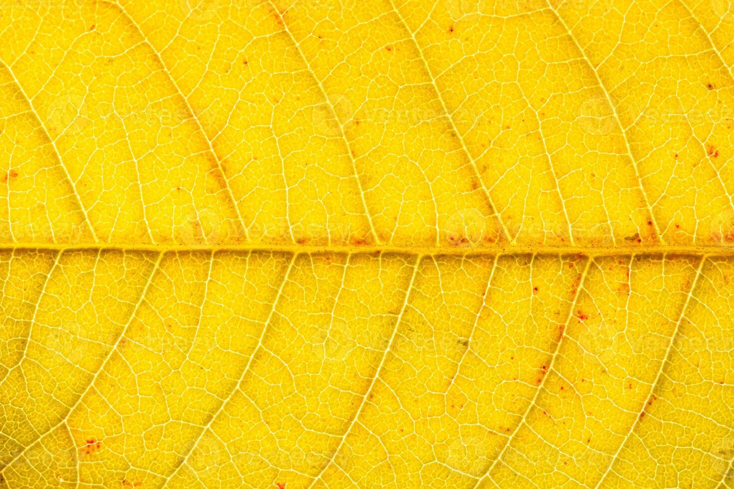 Texture of golden autumn leaf with veins close-up. Abstract backdrop for design. photo