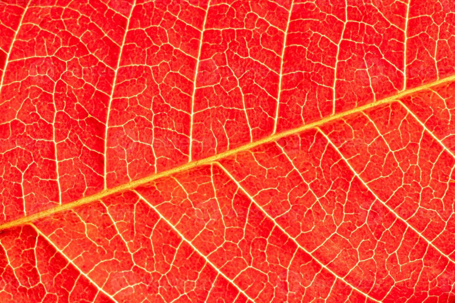 Texture of red autumn leaf with veins close-up. Abstract backdrop for design. photo