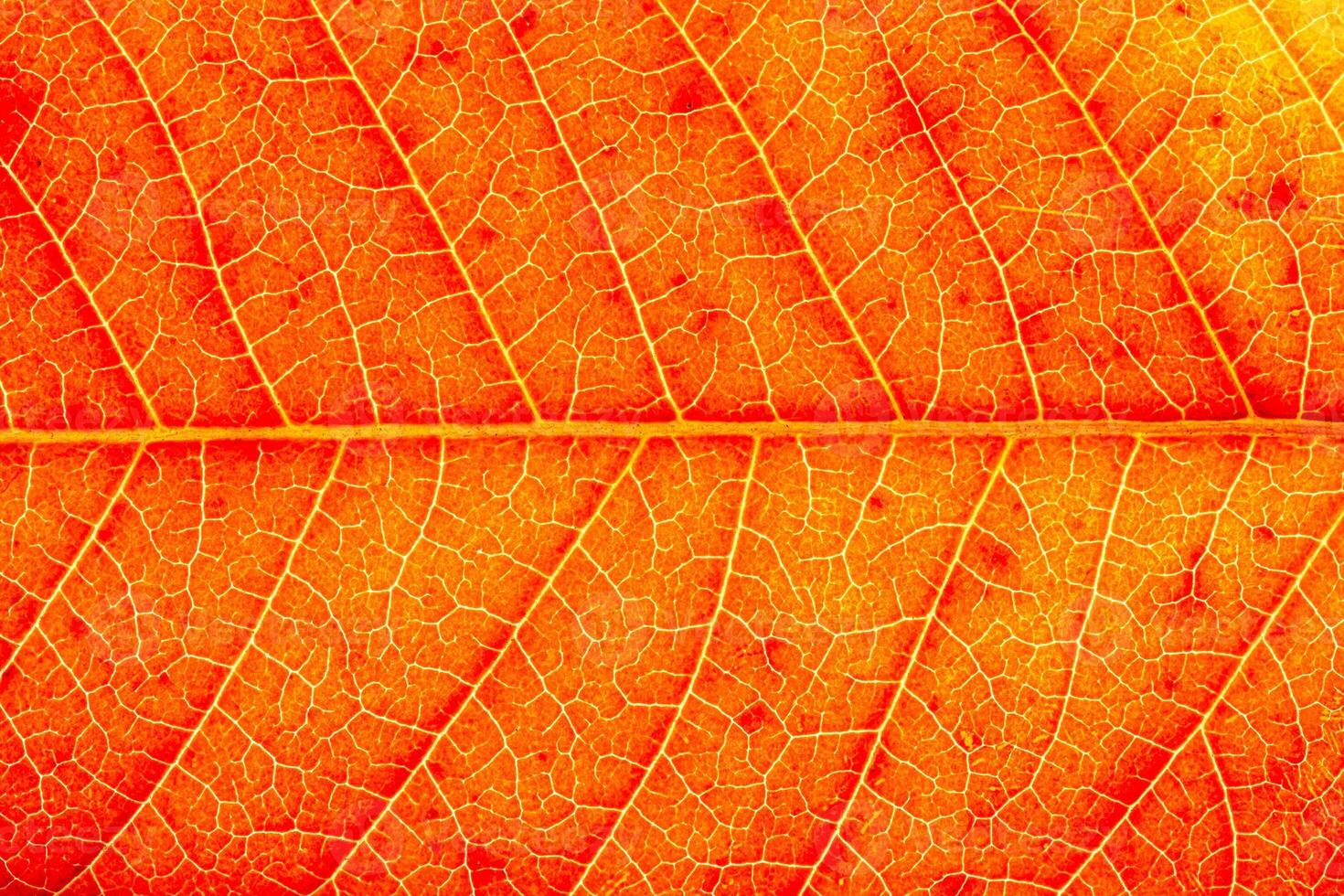 Texture of red autumn leaf with veins close-up. Abstract backdrop for design. photo