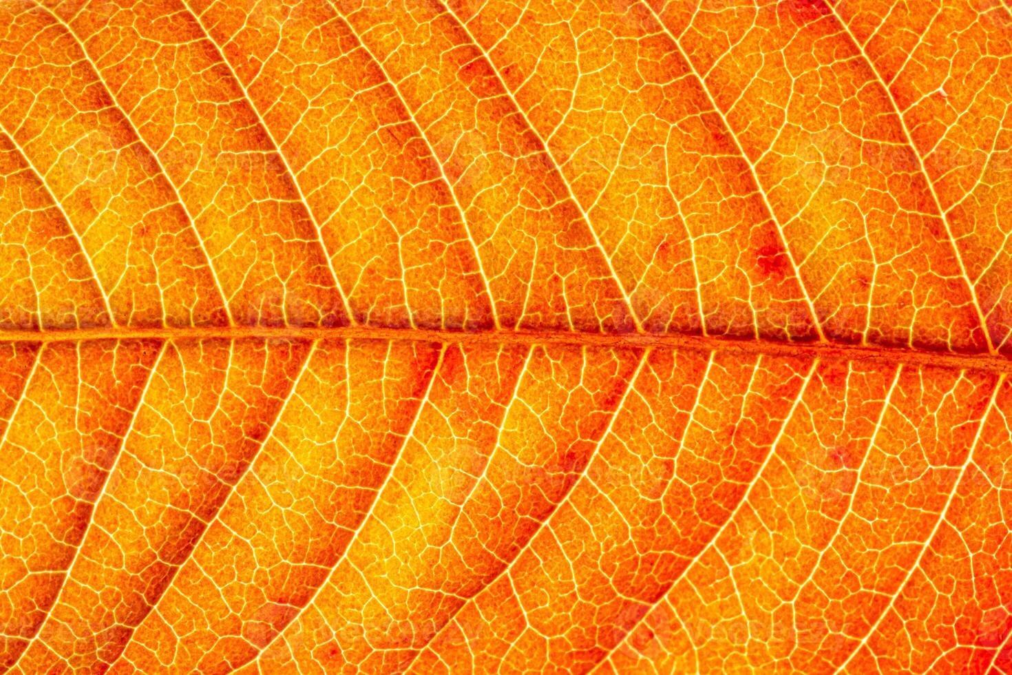 Texture of red autumn leaf with veins close-up. Abstract backdrop for design. photo