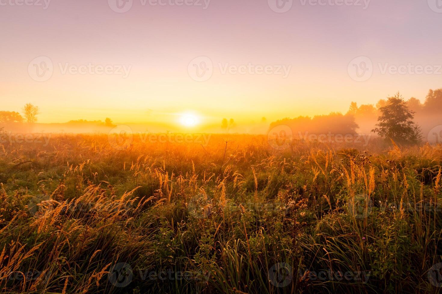 Foggy sunrise on an autumn field with grass and trees on a clear morning. photo