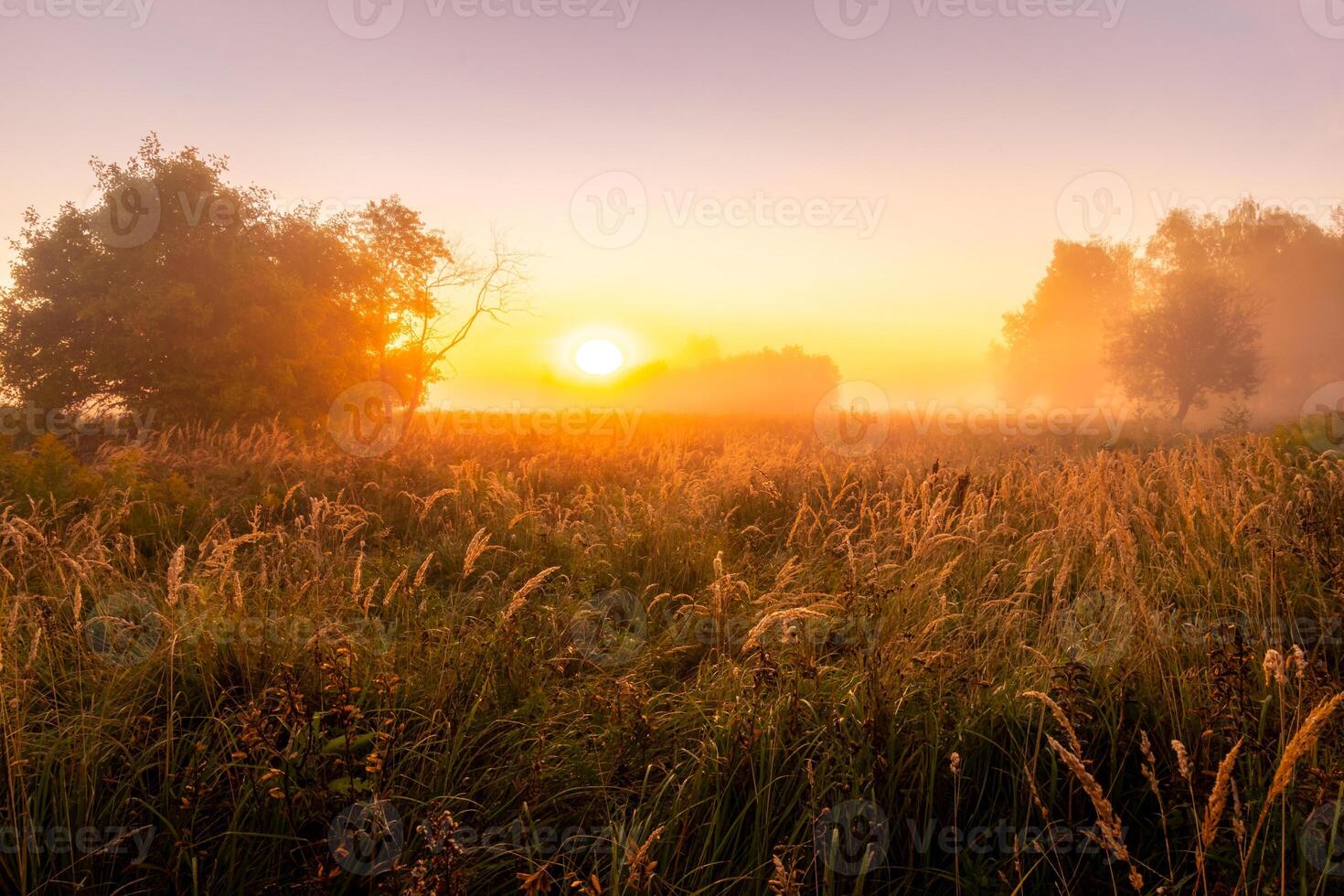 Foggy sunrise on an autumn field with grass and trees on a clear morning. photo