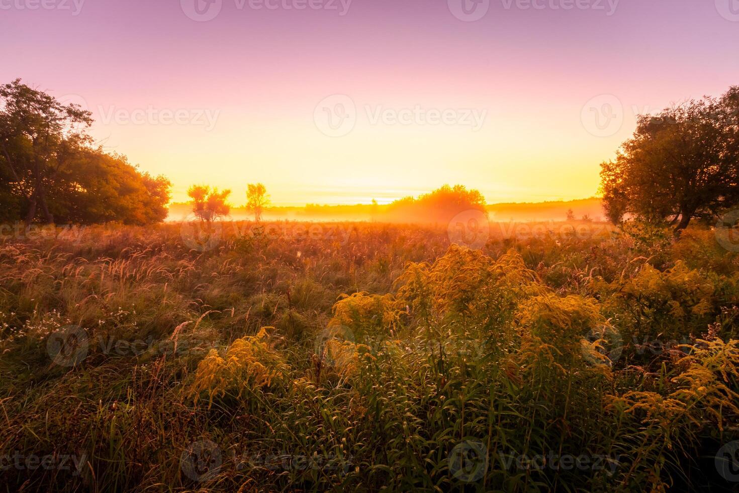 Foggy sunrise on an autumn field with grass and trees on a clear morning. photo