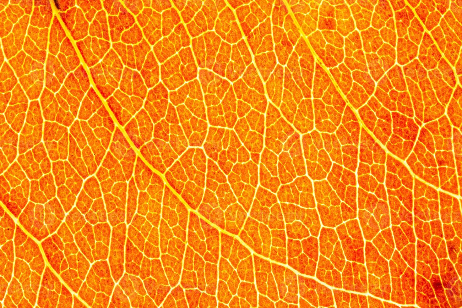 Texture of golden autumn leaf with veins close-up. Abstract background. photo