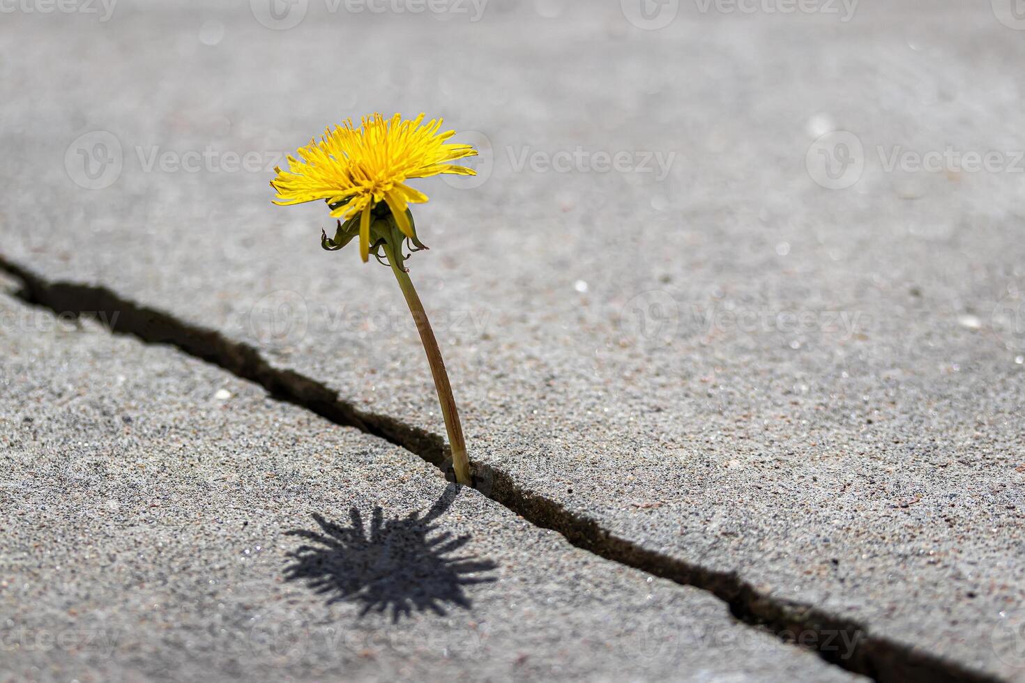 A yellow dandelion flower growing from a crack in concrete or cement. The concept of growth, overcoming difficulties, strength, hope and rebirth. photo