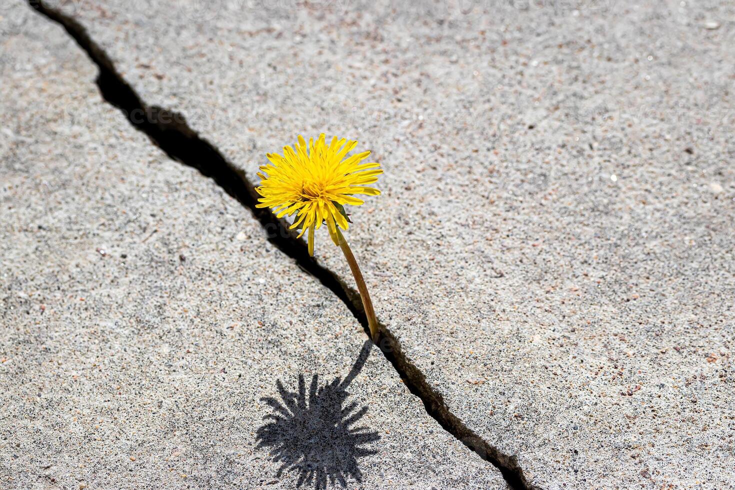 A yellow dandelion flower growing from a crack in concrete or cement. The concept of growth, overcoming difficulties, strength, hope and rebirth. photo