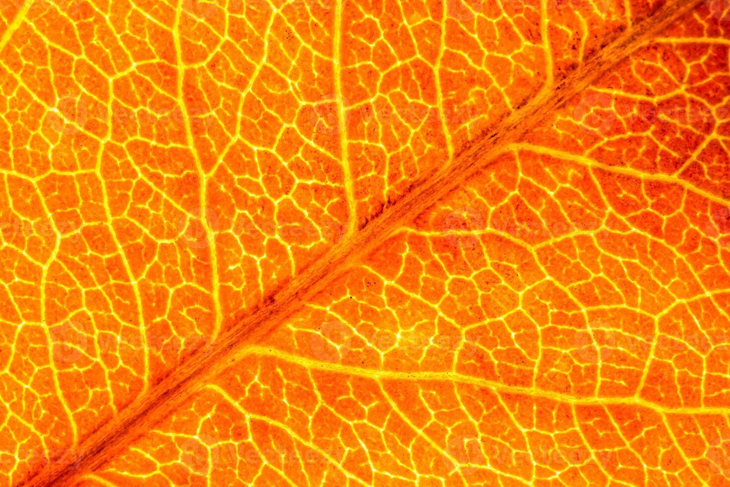 Texture of golden autumn leaf with veins close-up. Abstract background. photo