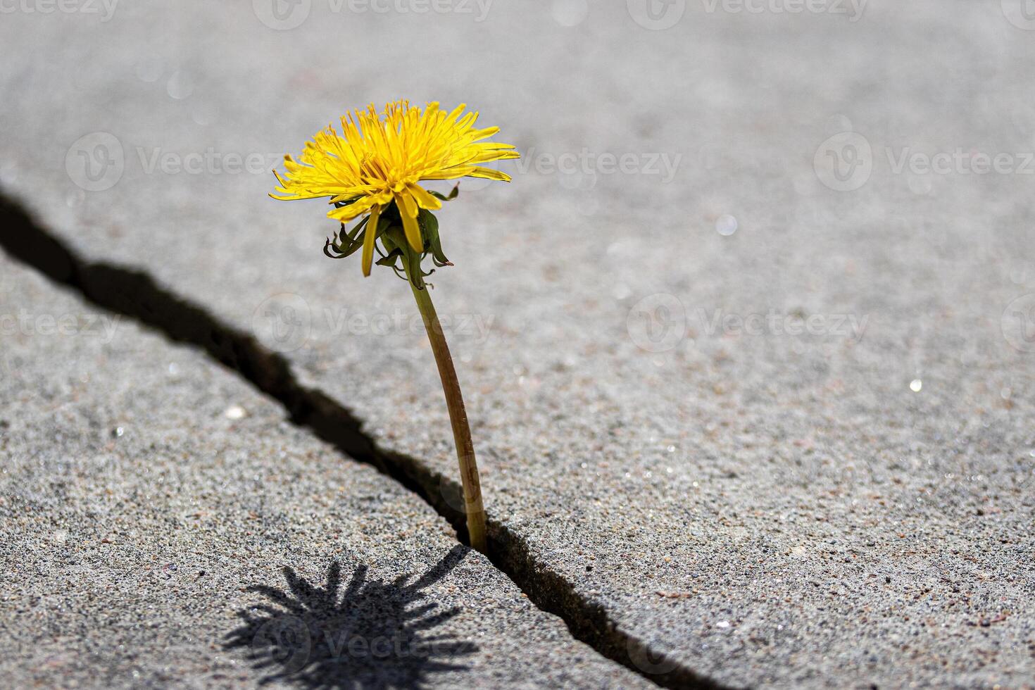 A yellow dandelion flower growing from a crack in concrete or cement. The concept of growth, overcoming difficulties, strength, hope and rebirth. photo
