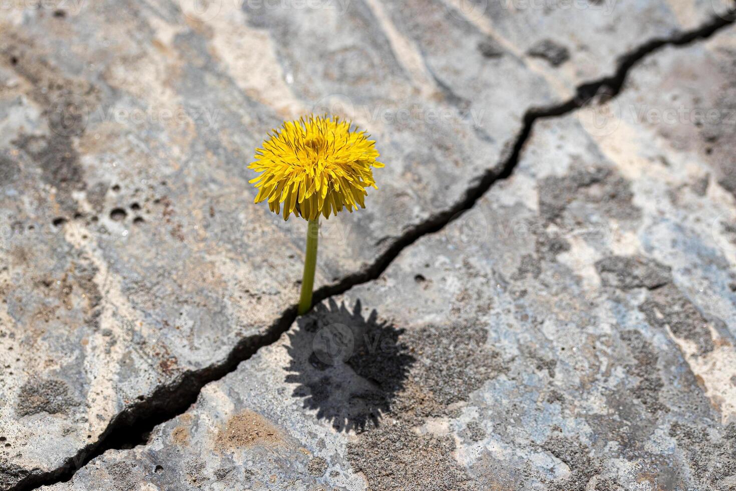 A yellow dandelion flower growing from a crack in concrete or cement. The concept of growth, overcoming difficulties, strength, hope and rebirth. photo