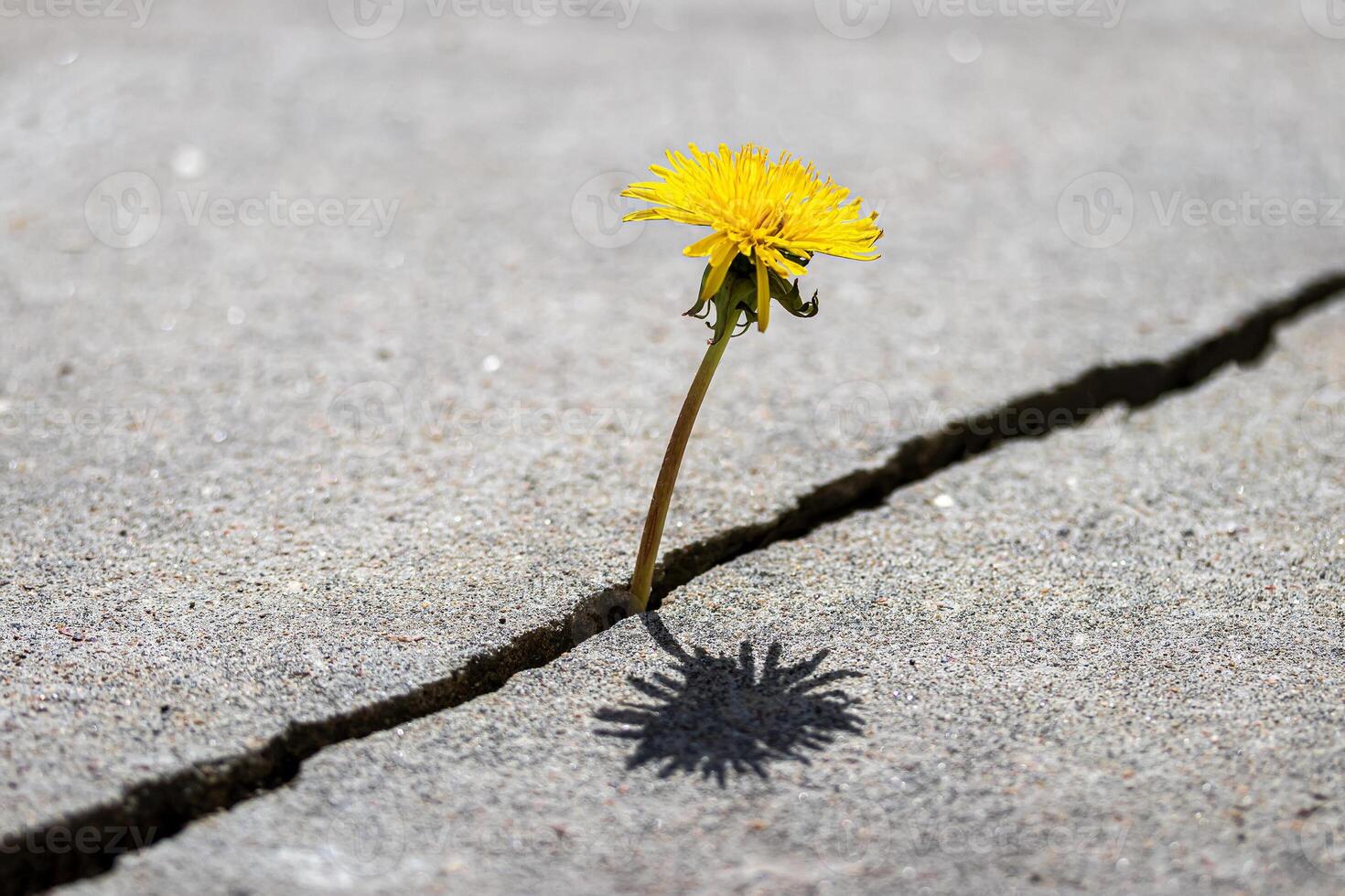 A yellow dandelion flower growing from a crack in concrete or cement. The concept of growth, overcoming difficulties, strength, hope and rebirth. photo