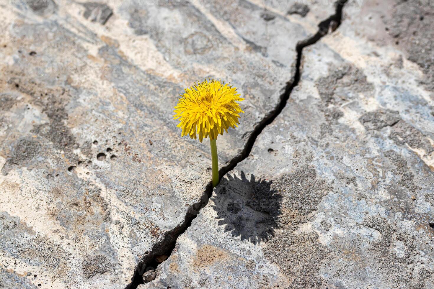 A yellow dandelion flower growing from a crack in concrete or cement. The concept of growth, overcoming difficulties, strength, hope and rebirth. photo