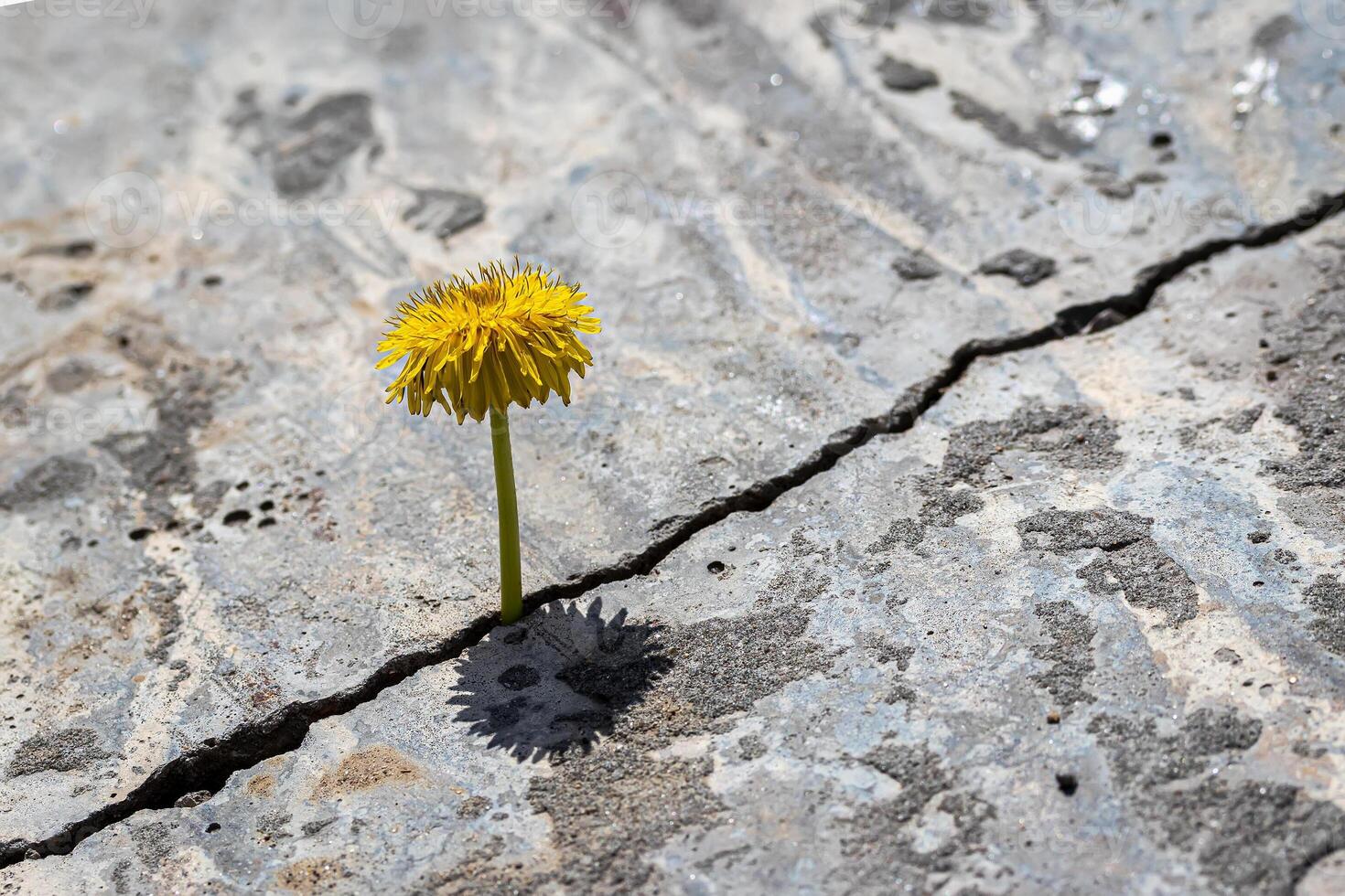 A yellow dandelion flower growing from a crack in concrete or cement. The concept of growth, overcoming difficulties, strength, hope and rebirth. photo