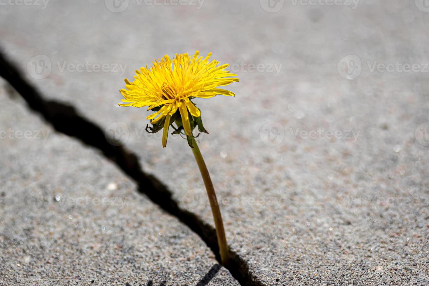 A yellow dandelion flower growing from a crack in concrete or cement. The concept of growth, overcoming difficulties, strength, hope and rebirth. photo