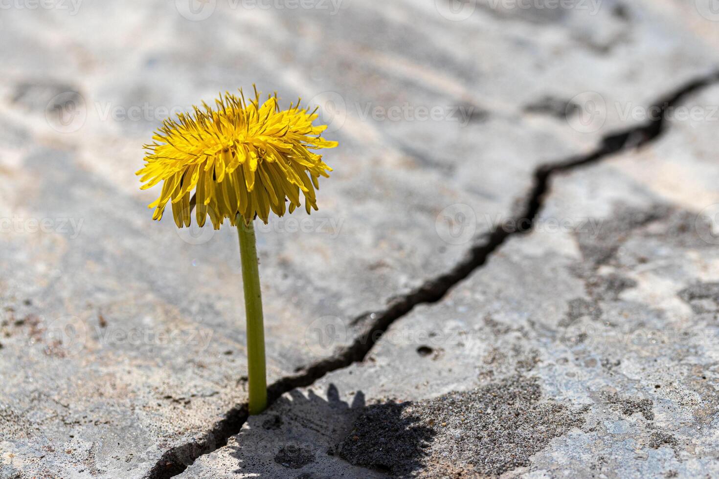 A yellow dandelion flower growing from a crack in concrete or cement. The concept of growth, overcoming difficulties, strength, hope and rebirth. photo