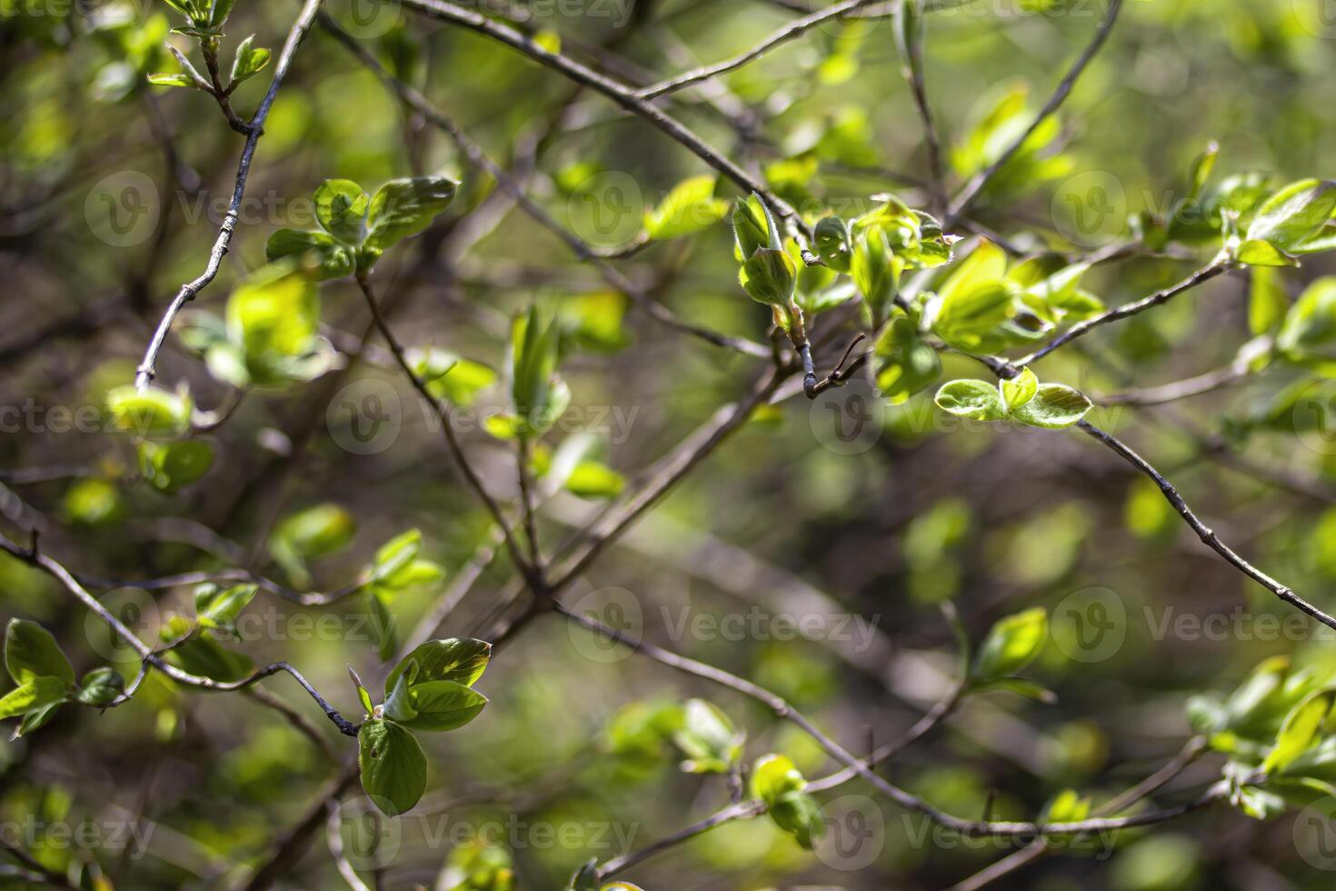 The first leaves and buds on the trail of the tree in the spring. photo
