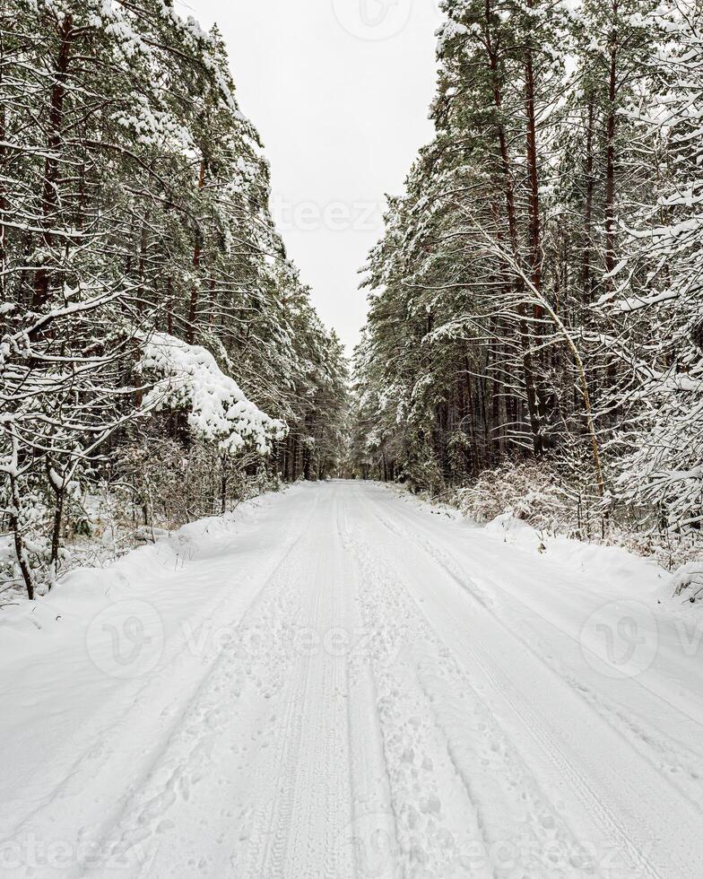 Automobile road through a pine winter forest covered with snow on a cloudy day. photo