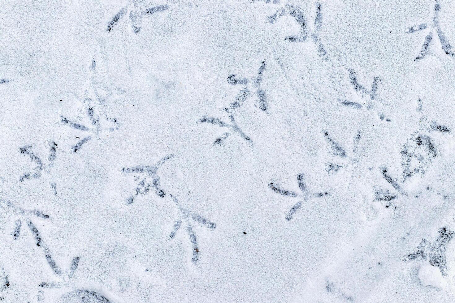 Bird footprints in the snow in winter. photo
