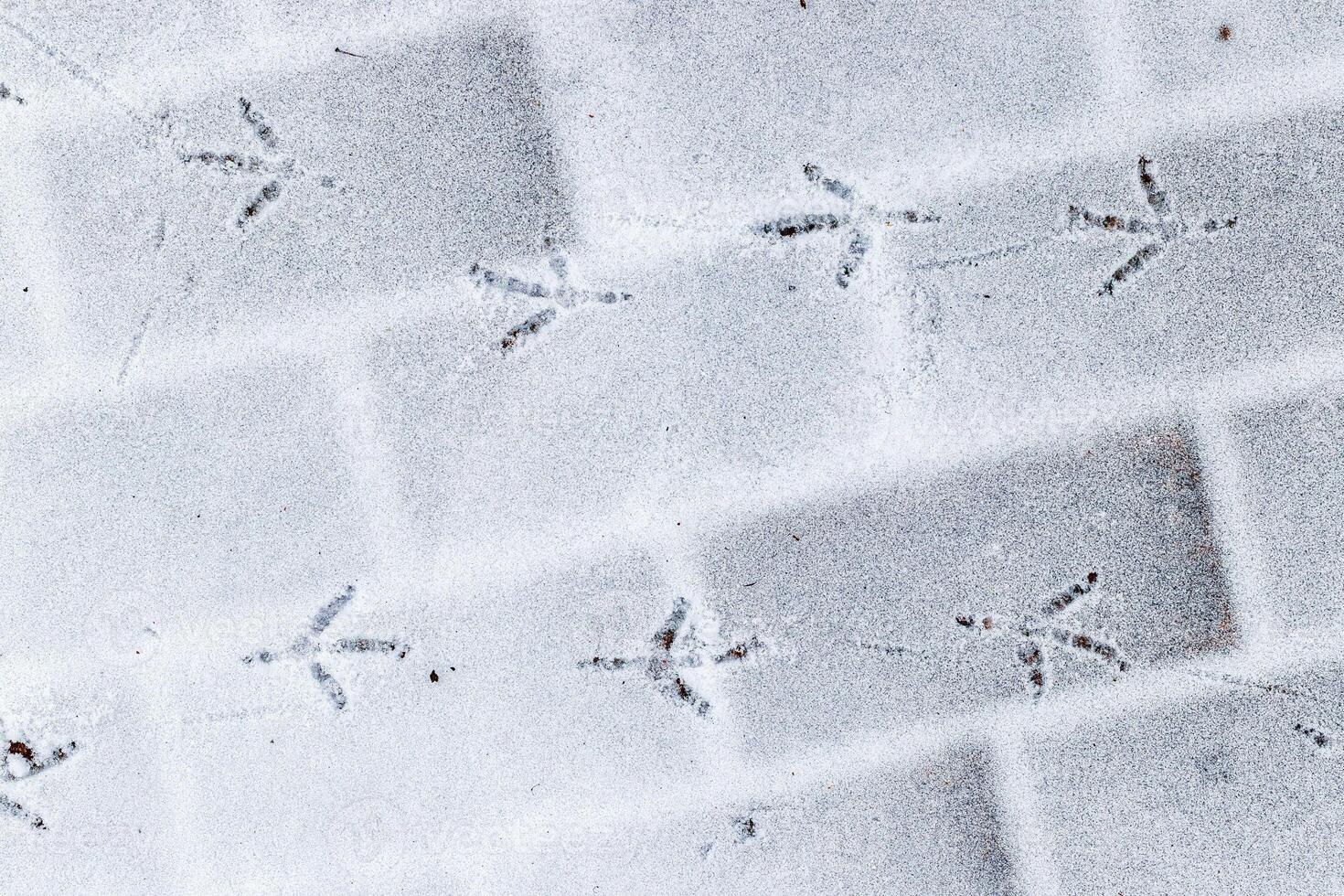 Bird footprints in the snow in winter. photo