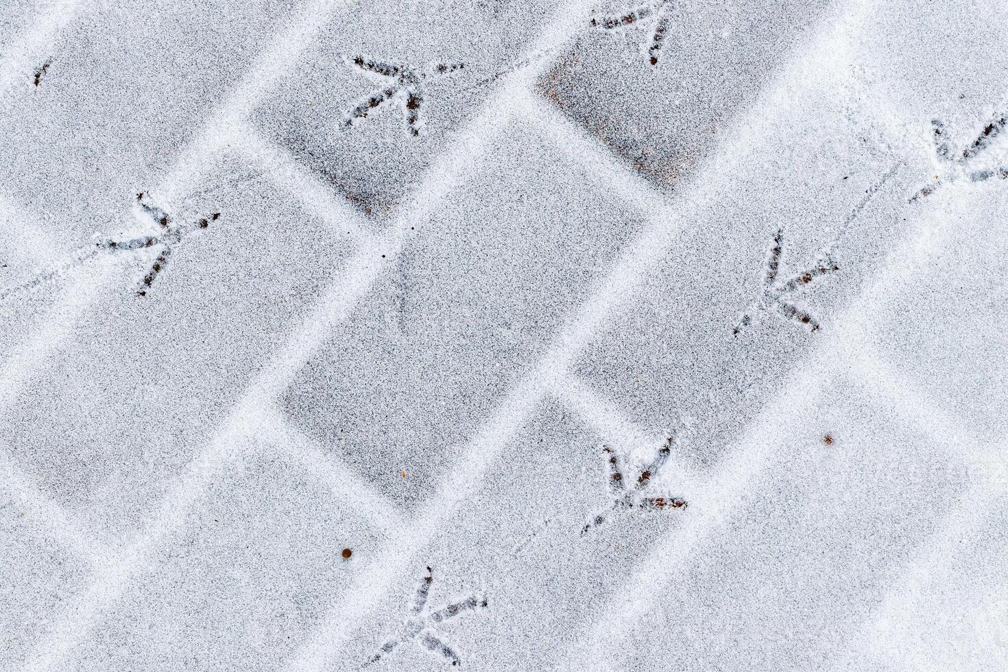 Bird footprints in the snow in winter. photo