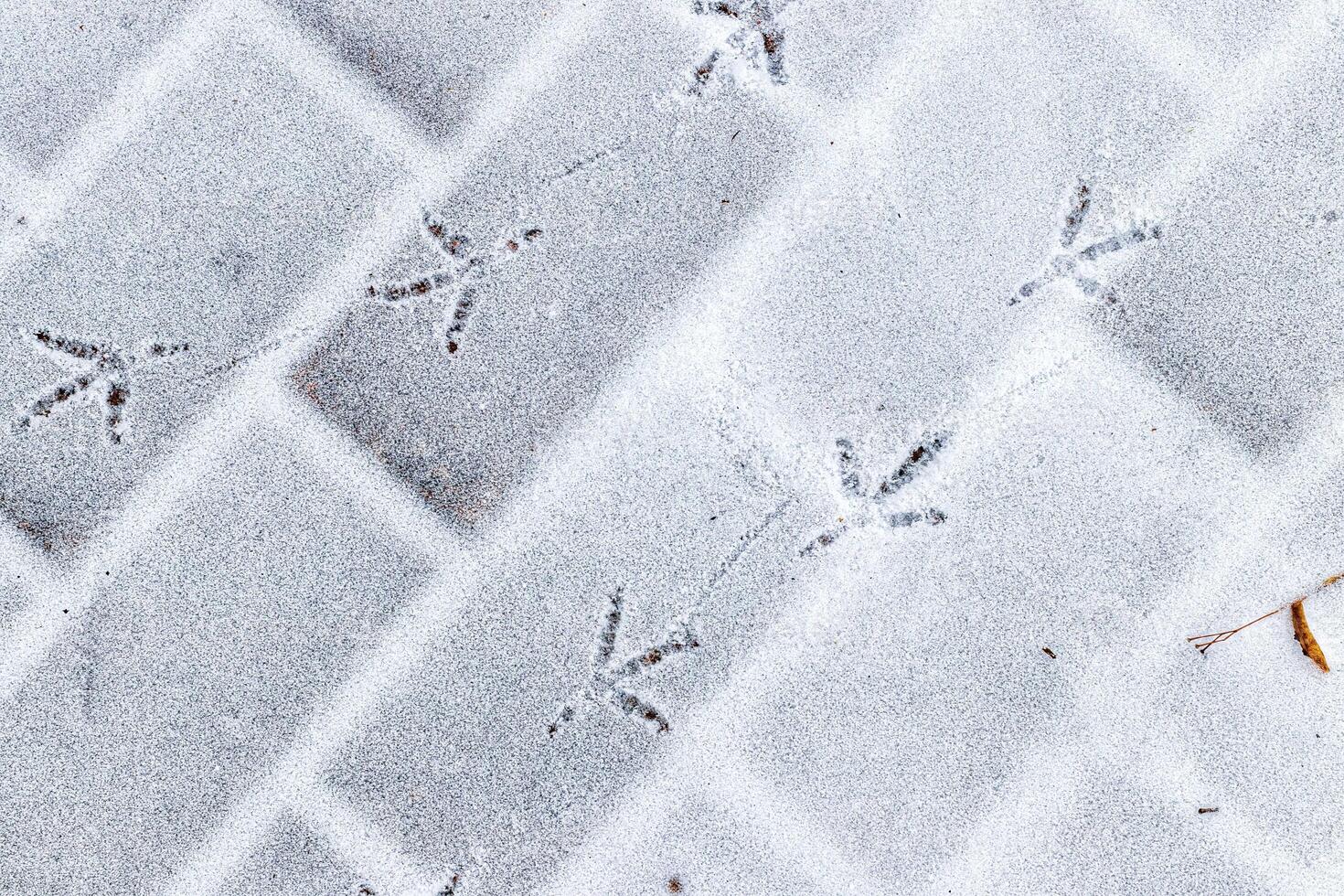 Bird footprints in the snow in winter. photo
