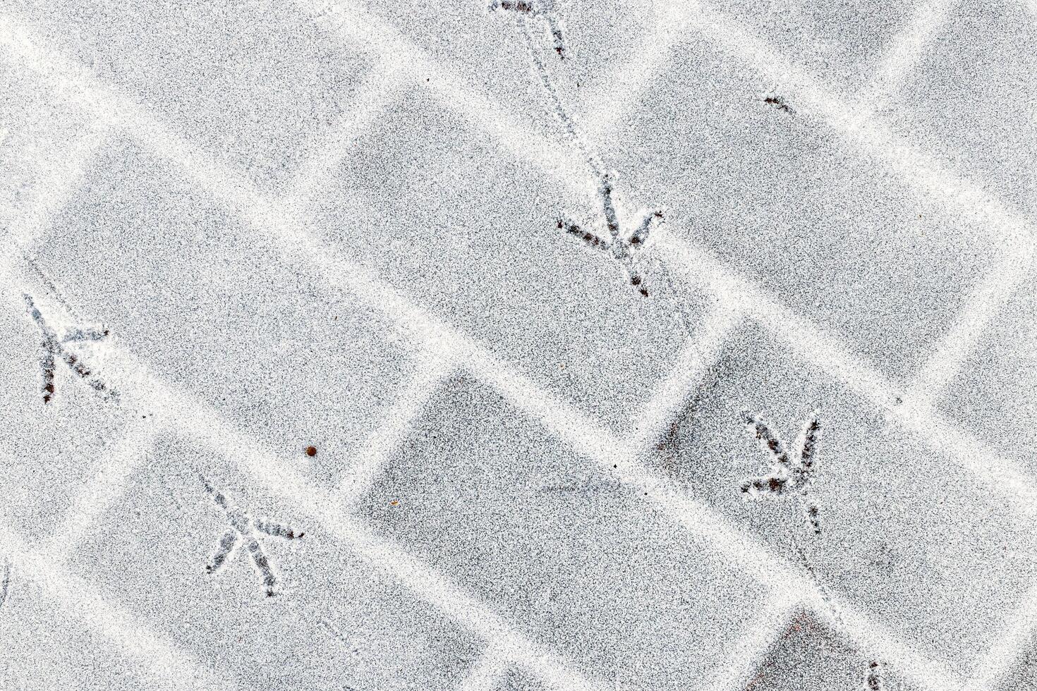 Bird footprints in the snow in winter. photo