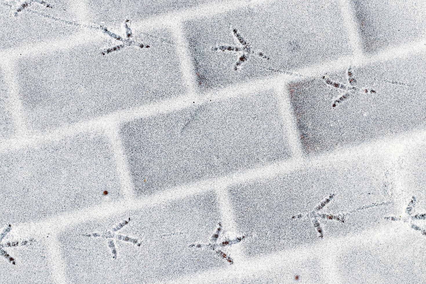 Bird footprints in the snow in winter. photo