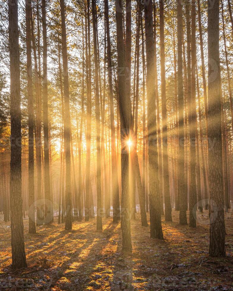 Sunbeams illuminating the trunks of pine trees at sunrise in an autumn pine forest. photo