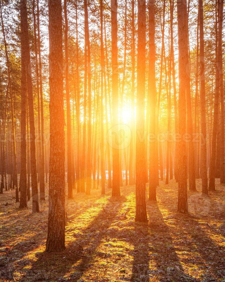 Sunbeams illuminating the trunks of pine trees at sunrise in an autumn pine forest. photo