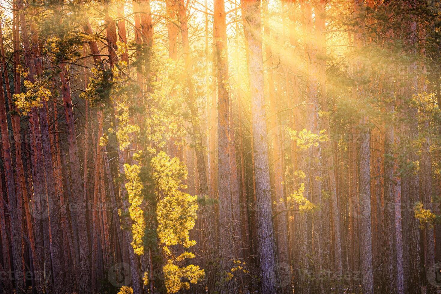 Sunbeams illuminating the trunks of pine trees at sunrise in an autumn pine forest. photo