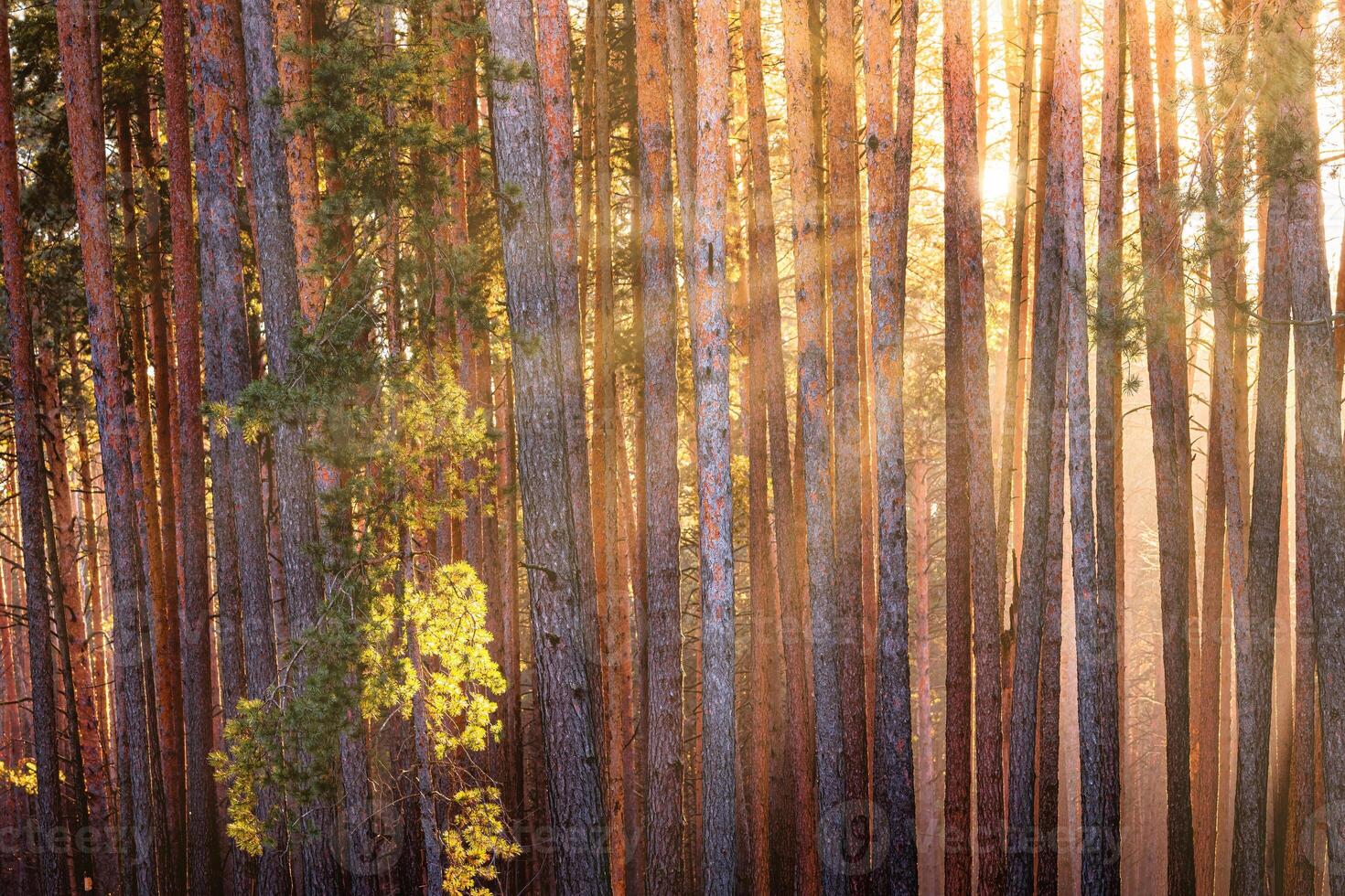 Sunbeams illuminating the trunks of pine trees at sunrise in an autumn pine forest. photo
