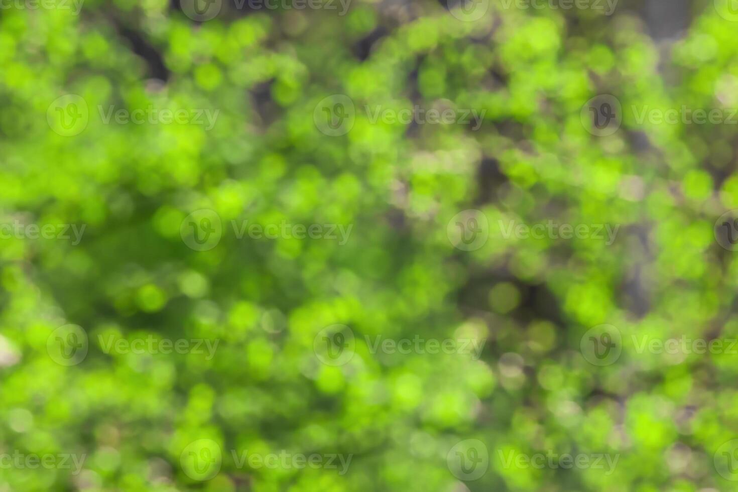 Blurred bokeh background image of bright green foliage in spring or summer. photo