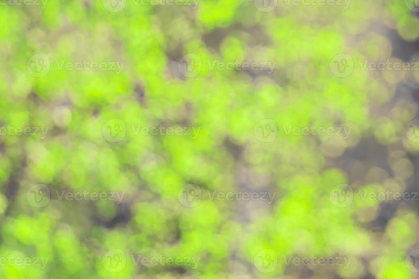 Blurred bokeh background image of bright green foliage in spring or summer. photo