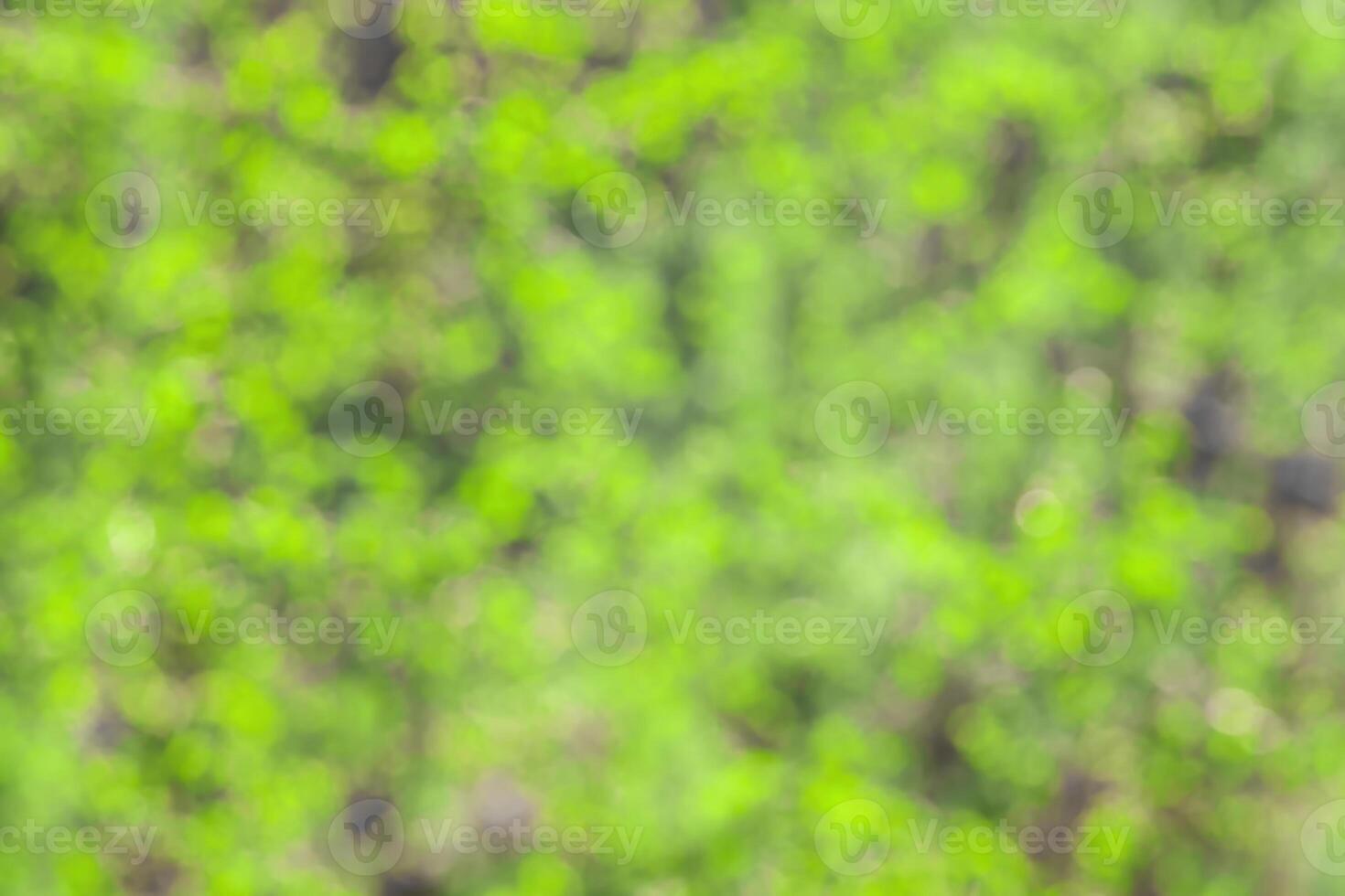 Blurred bokeh background image of bright green foliage in spring or summer. photo