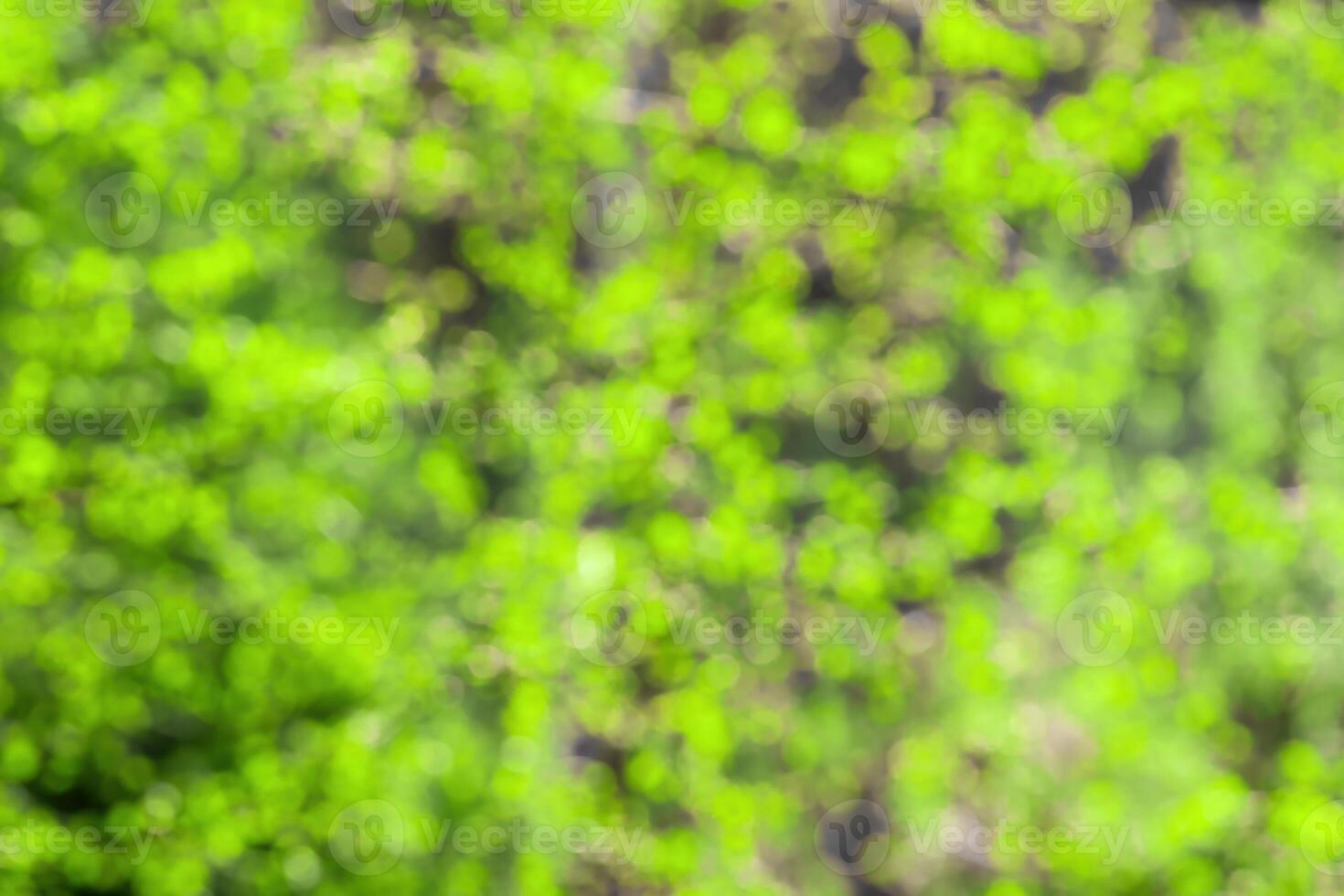 Blurred bokeh background image of bright green foliage in spring or summer. photo