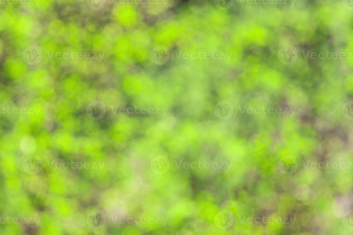 Blurred bokeh background image of bright green foliage in spring or summer. photo