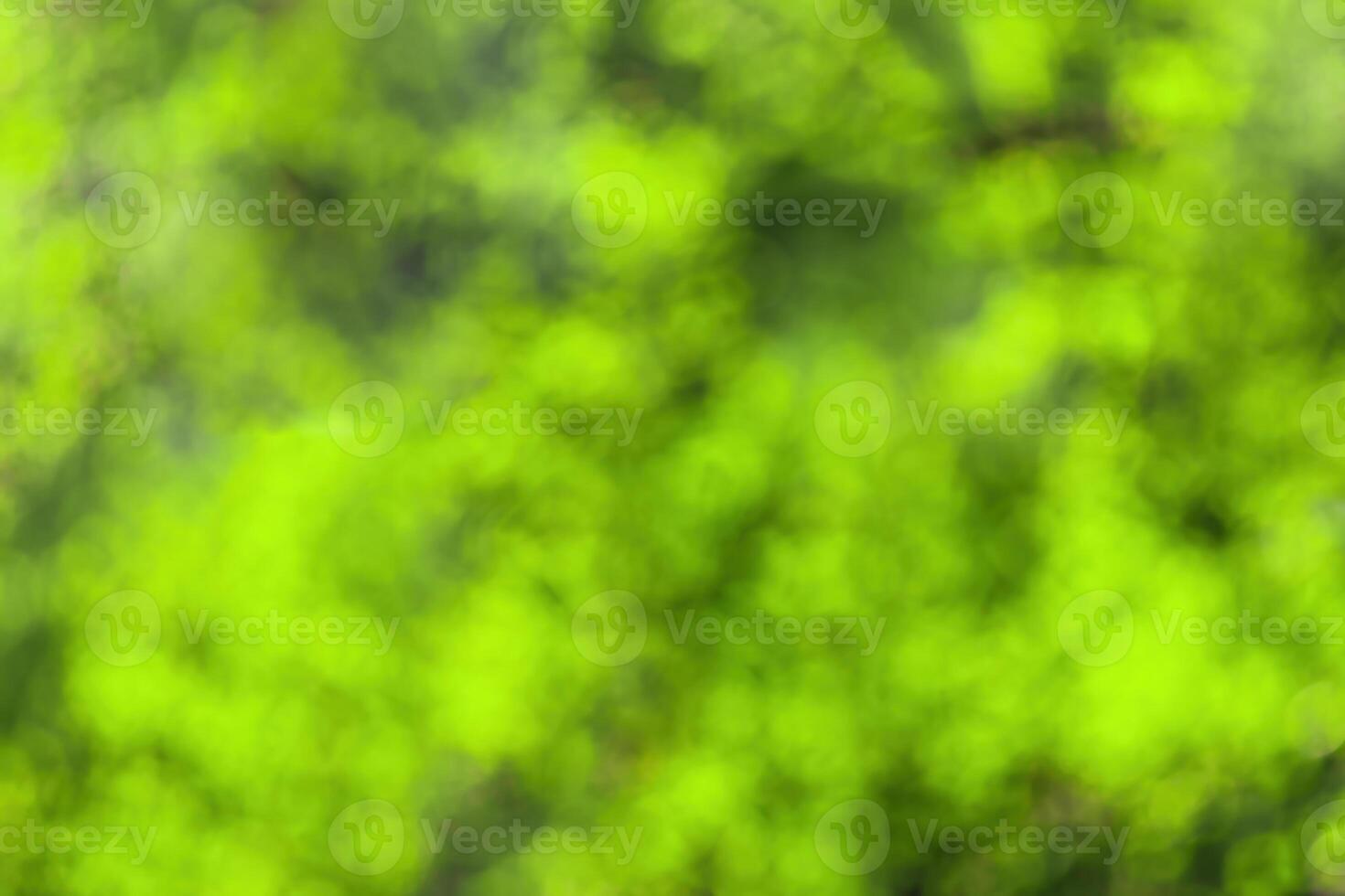 Blurred bokeh background image of bright green foliage in spring or summer. photo