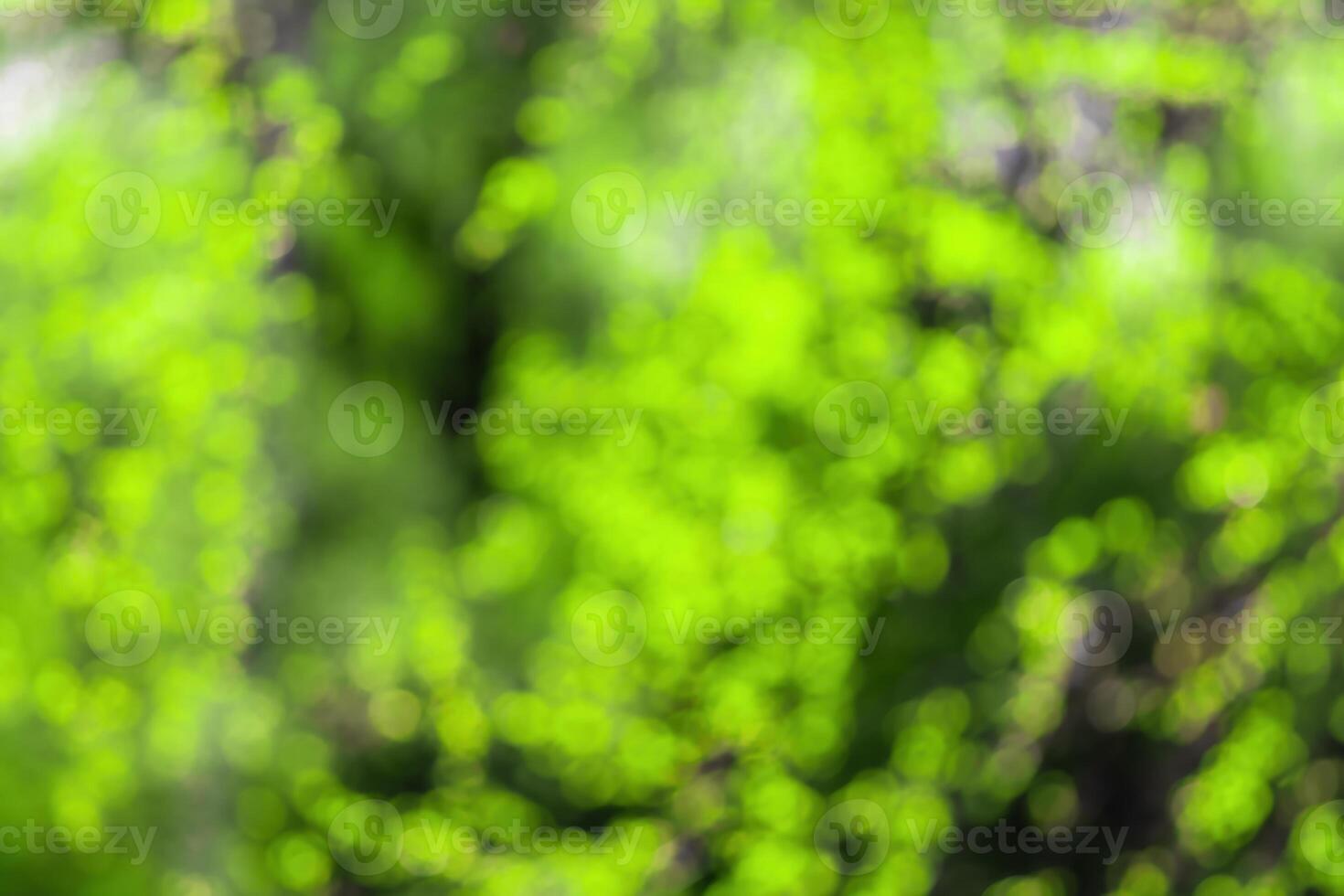 Blurred bokeh background image of bright green foliage in spring or summer. photo