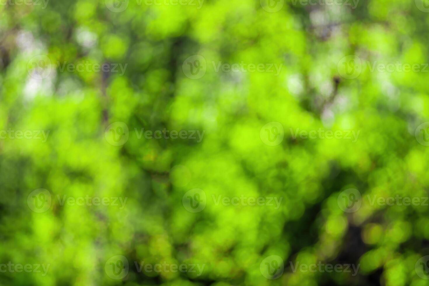 Blurred bokeh background image of bright green foliage in spring or summer. photo