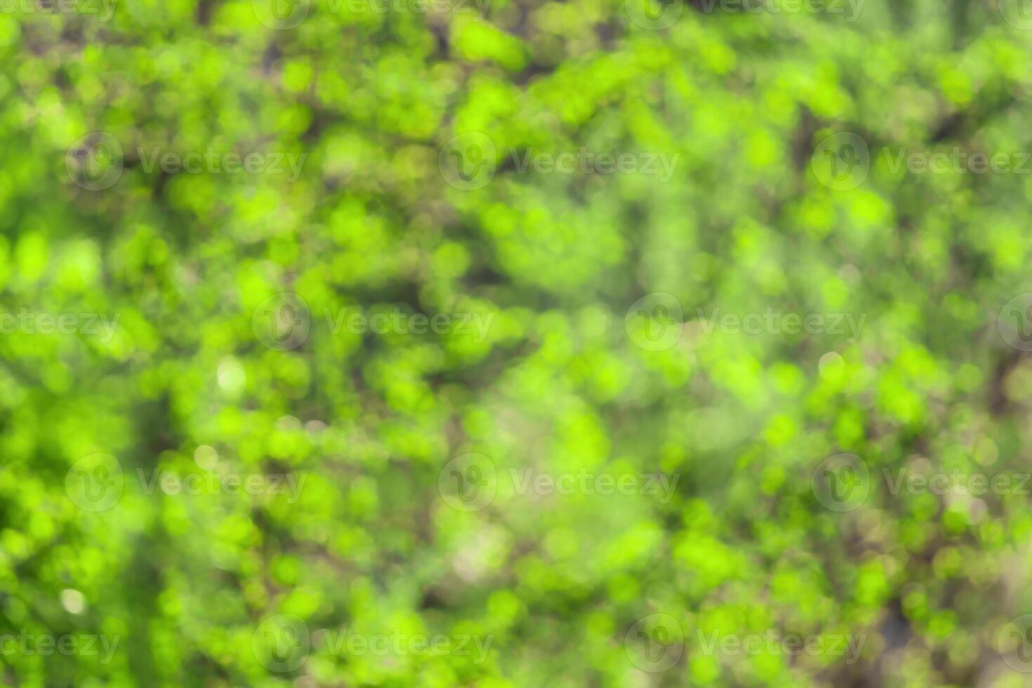 Blurred bokeh background image of bright green foliage in spring or summer. photo